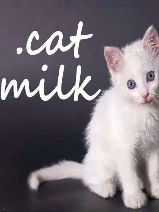.Cat Milk